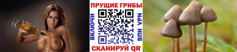 где продают   Качканар  OMG вход  Псилоцибиновые грибы Cubensis 